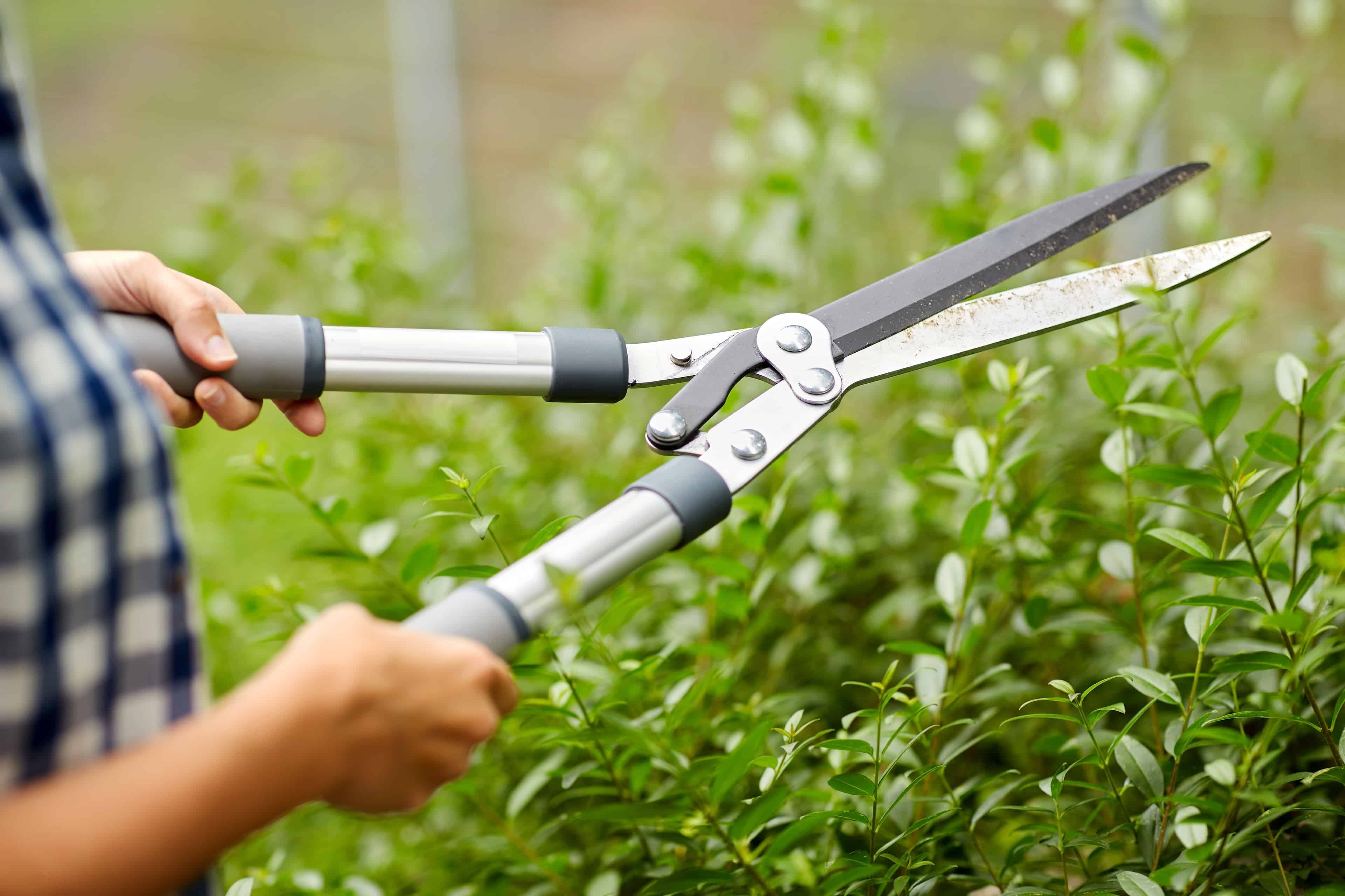 Hedge Trimming image