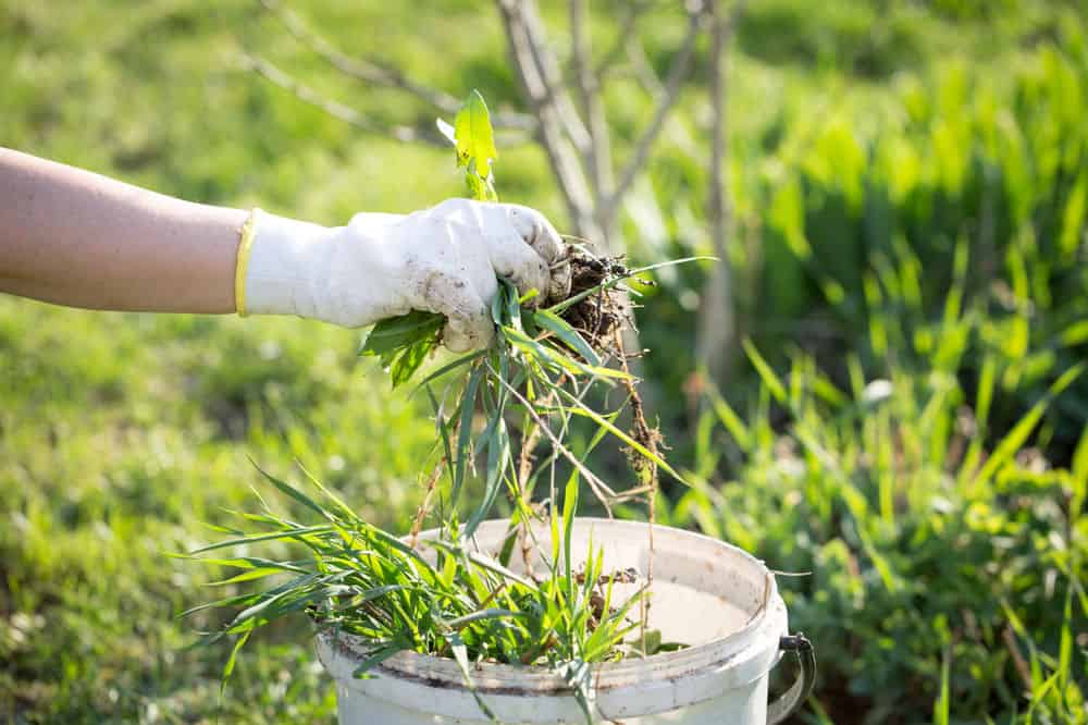 Lawn Fertilization & Weed Control image