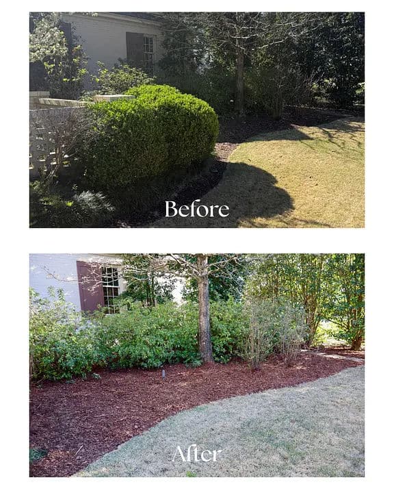 Before and after yard makeover showcasing trimmed bushes and fresh mulch in landscaping.