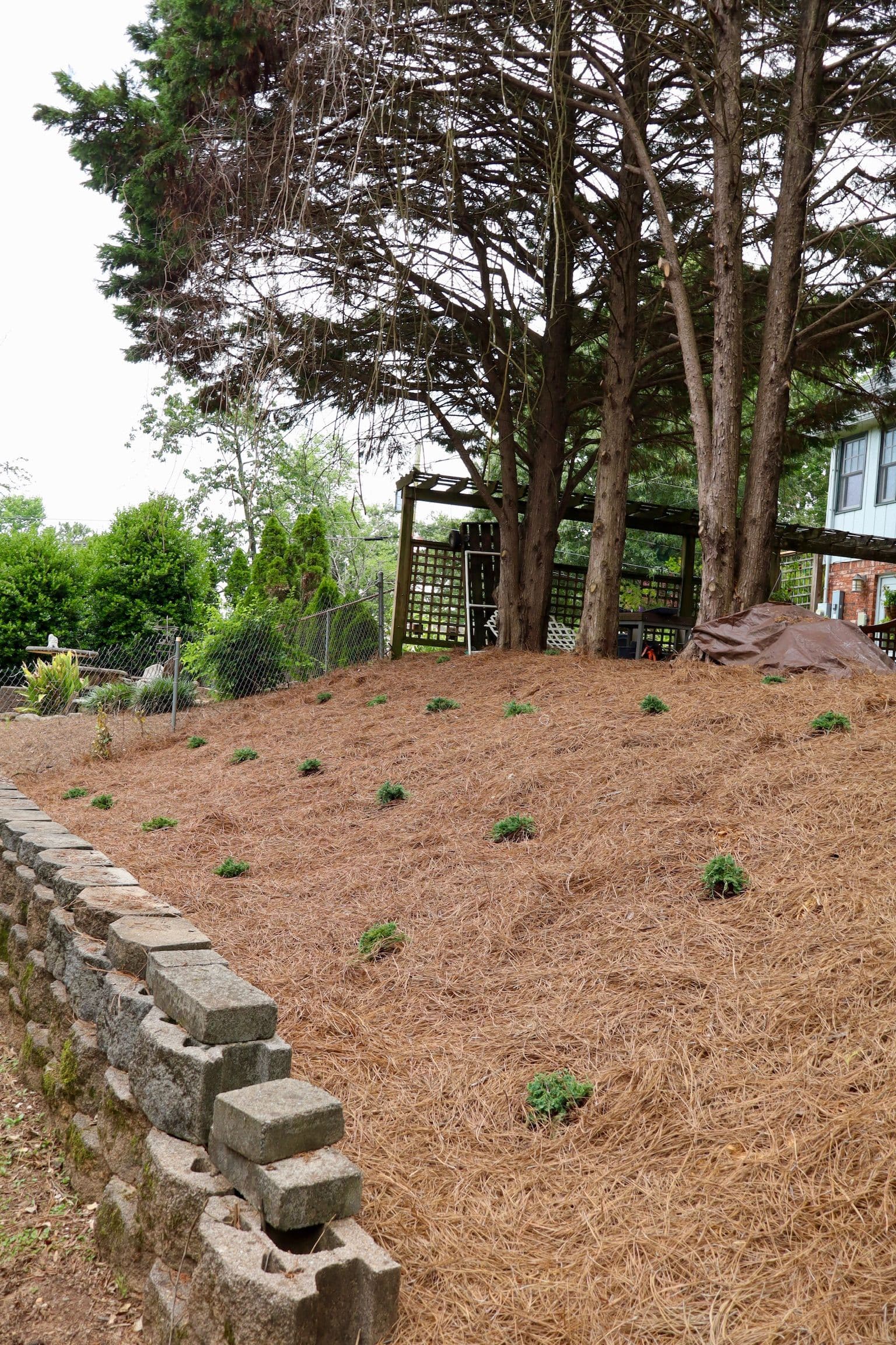 Gallery photos for 25 Junipers and Fresh Pine Straw Clean Up a Tough Slope: Image #1
