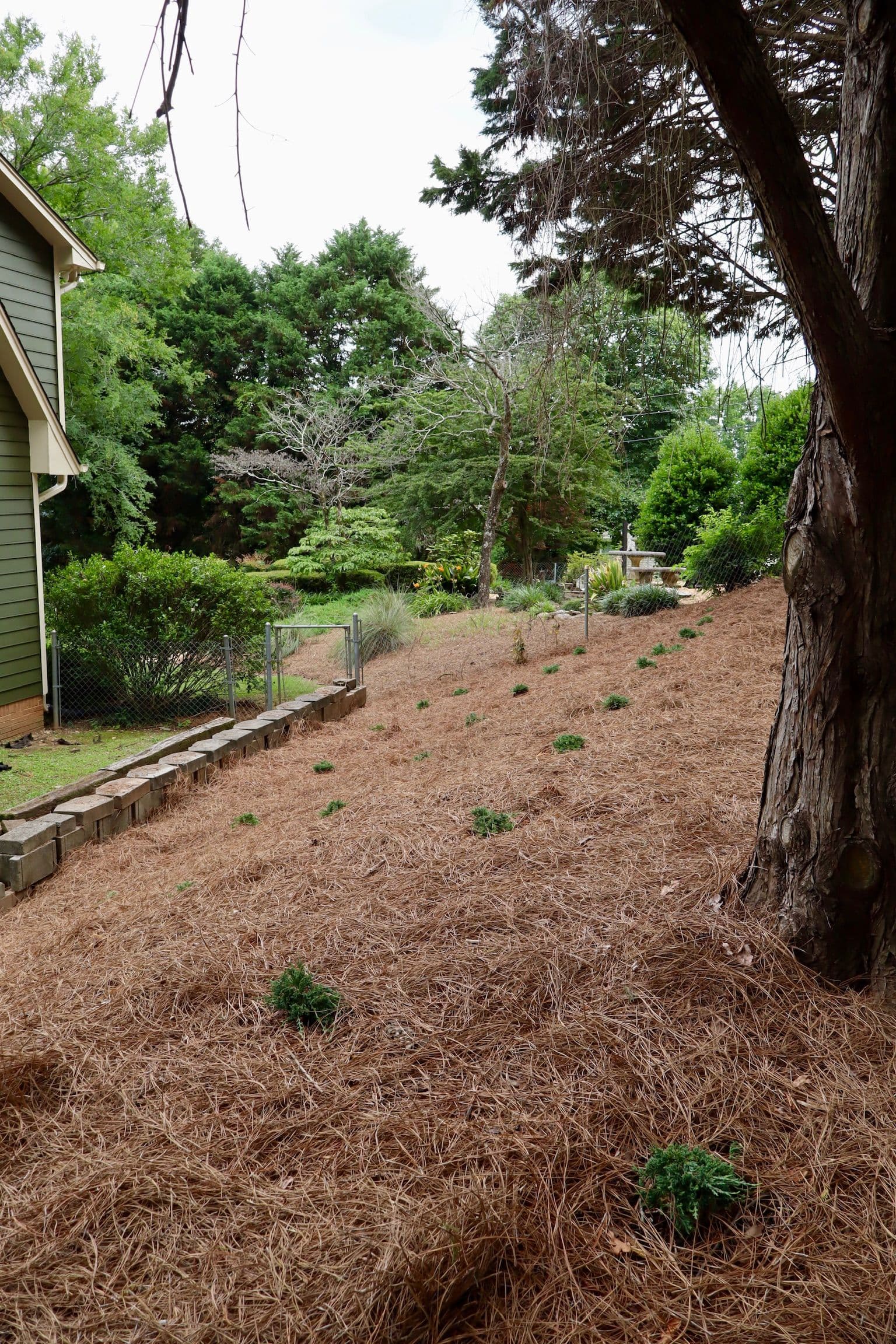 25 Junipers and Fresh Pine Straw Clean Up a Tough Slope image