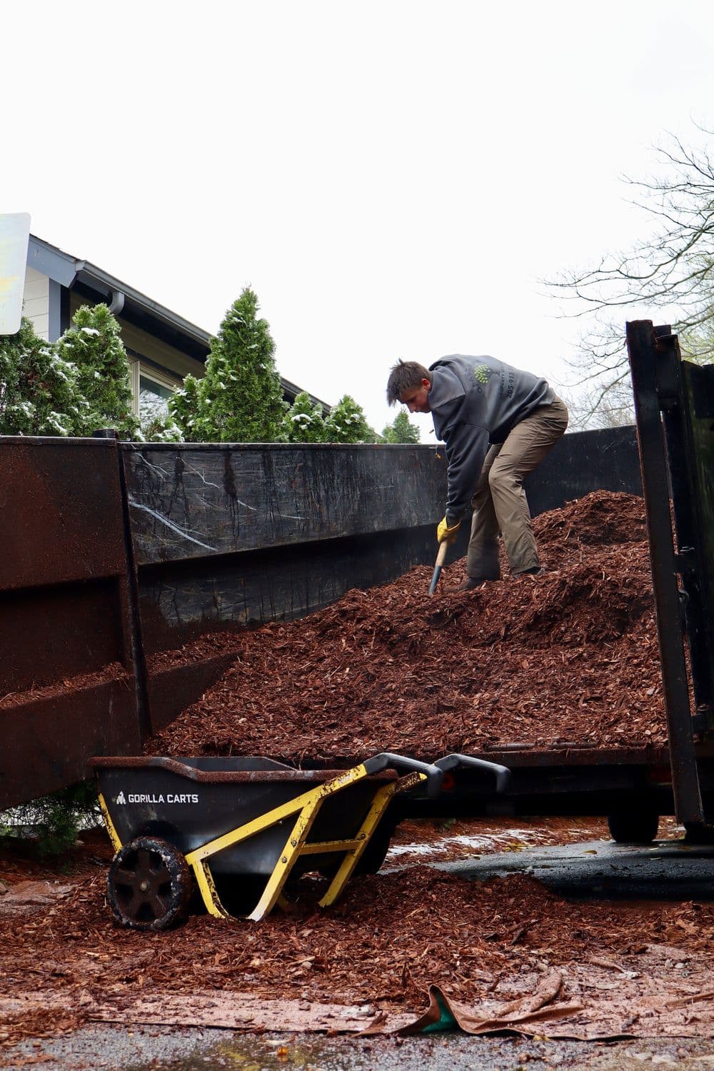 Person using a shovel to load mulch from a truck into a wheelbarrow outdoors.