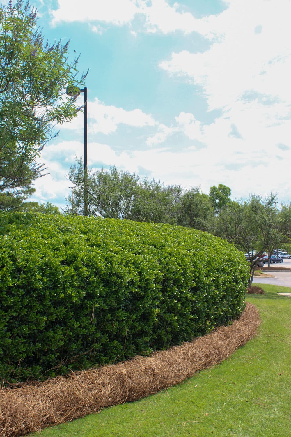 Lush green hedge with straw mulch in a landscaped area under a bright cloudy sky.