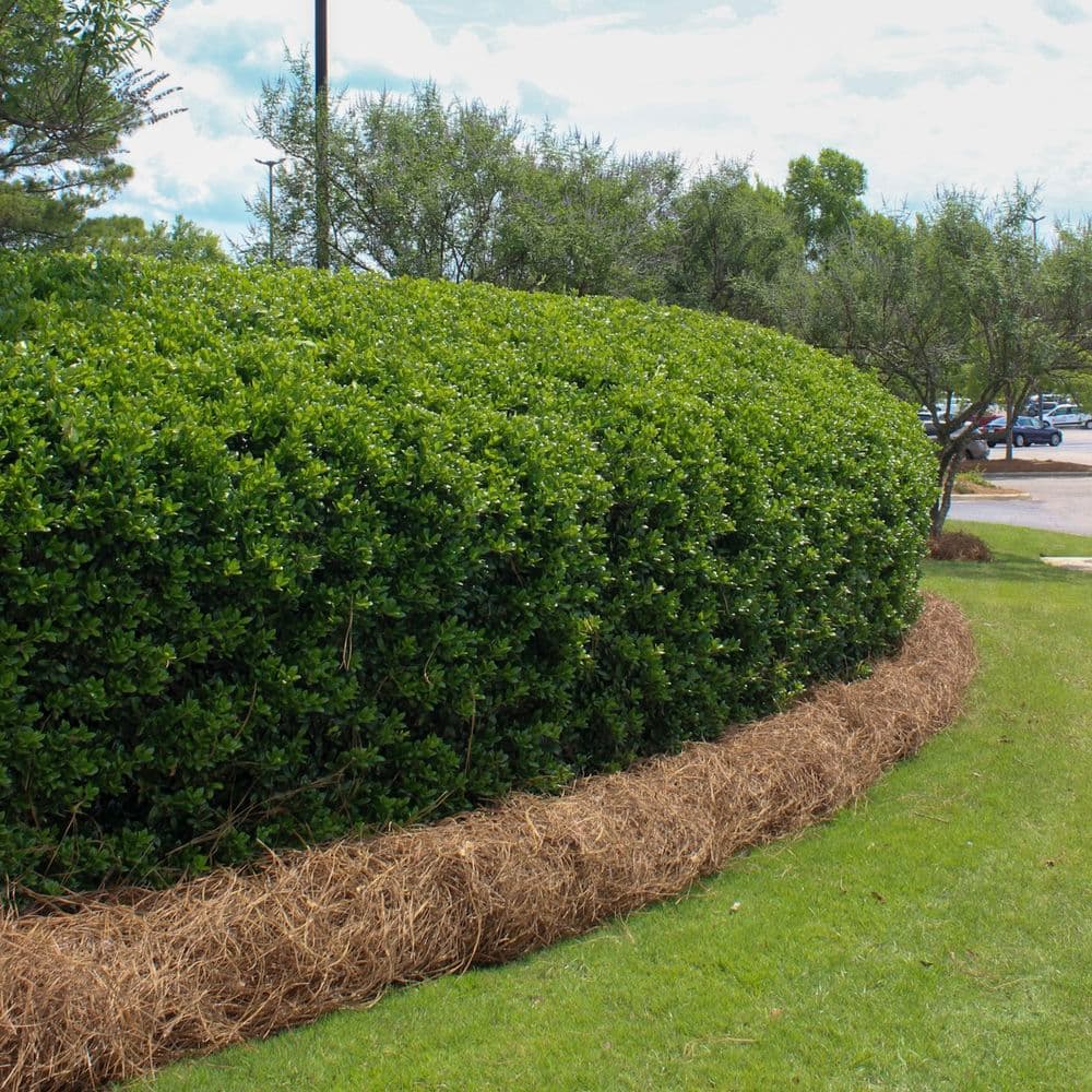 Lush green hedge with mulch border in landscaped area under a bright sky.