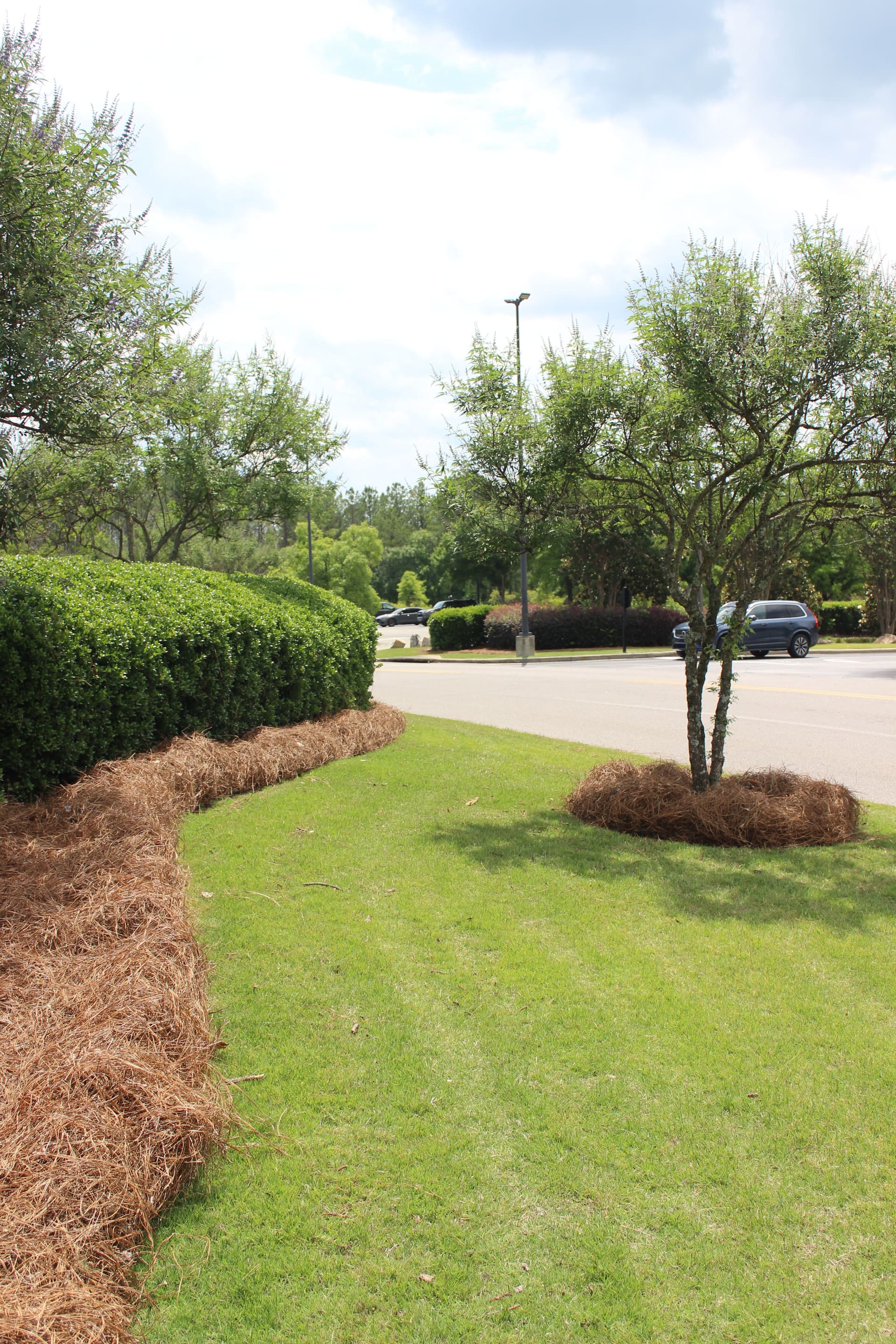 Gallery photos for Pine Straw Refresh at Synovus Bank Sharpens Curb Appeal: Image #4