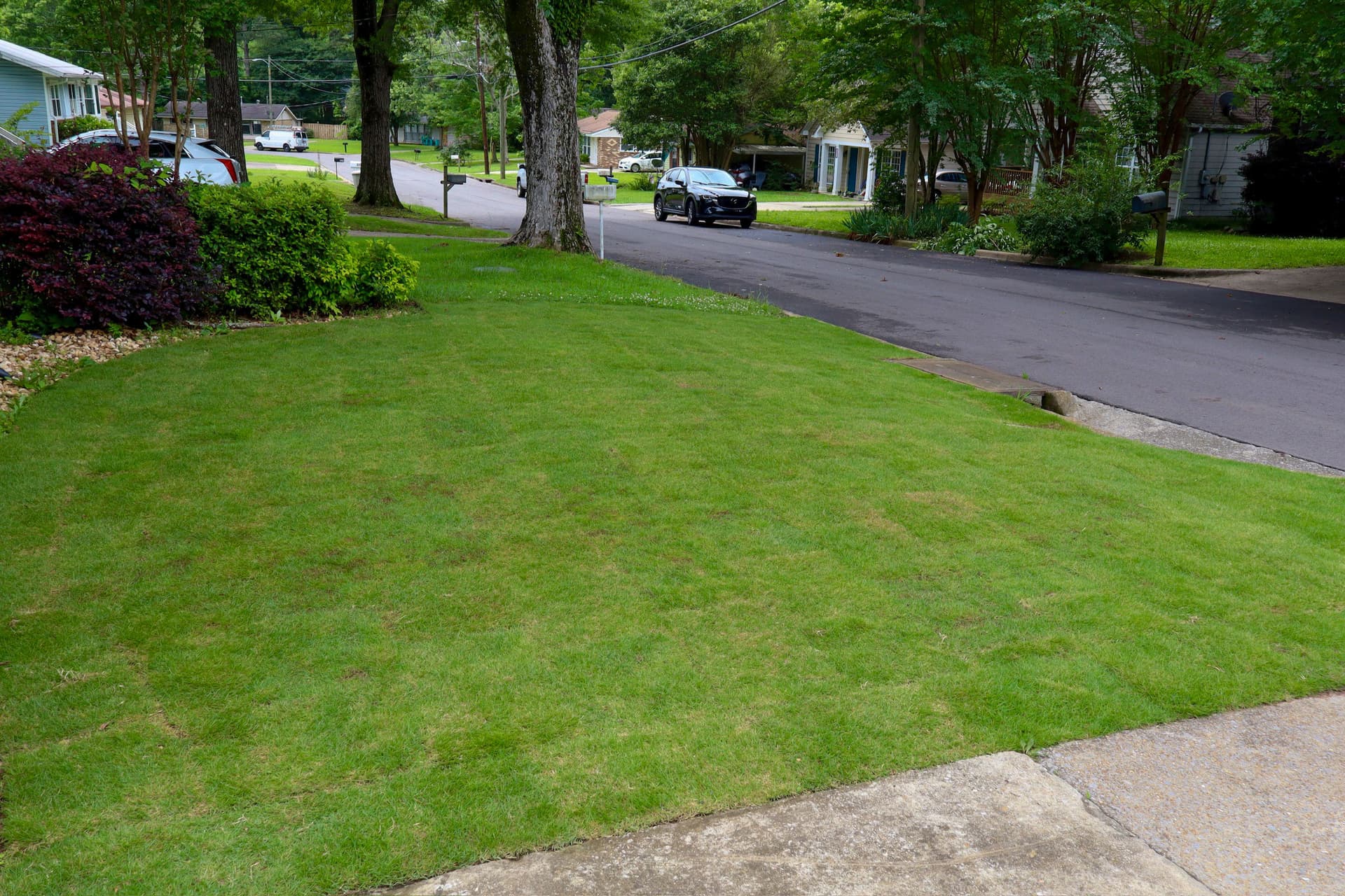 Gallery photos for Fresh Sod Installation Gives This Front Lawn a Clean Start: Image #2